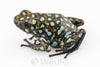 Oophaga sylvatica "Situwa" unsexed #03