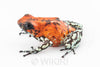 Oophaga sylvatica "Pata Blanca" exceptional calling male #02