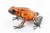 Oophaga sylvatica "Pata Blanca" exceptional calling male #01