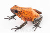 Oophaga sylvatica "Pata Blanca" dark legs calling male #01
