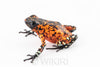 Oophaga sylvatica "Pata Blanca" calling male #01