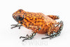 Oophaga sylvatica "Pata Blanca" unsexed (prob. female) #05