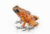 Oophaga sylvatica "Pata Blanca" unsexed (prob. female) #04