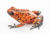Oophaga sylvatica "Pata Blanca" unsexed (prob. female) #03