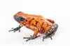 Oophaga sylvatica "Pata Blanca" unsexed (prob. female) #02