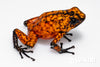 Oophaga sylvatica "Pata Blanca" dark legs calling male #03