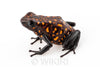 Oophaga sylvatica "Diablo" calling male #03