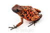 Oophaga sylvatica "Pata Blanca" calling male #01