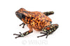 Oophaga sylvatica "Pata Blanca" unsexed #02