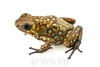 Oophaga sylvatica "Situwa" probable female #02