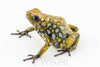 Oophaga sylvatica "Situwa" proven female #01