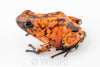 Oophaga sylvatica "Pata Blanca" calling male #01