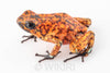 Oophaga sylvatica "Pata Blanca" calling male #02