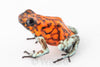 Oophaga sylvatica "Pata Blanca" exceptional calling male #01