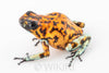 Oophaga sylvatica "Pata Blanca" exceptional calling male #02