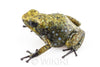 Oophaga sylvatica "Situwa" proven female #02