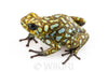 Oophaga sylvatica "Situwa" proven female #03