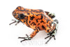 Oophaga sylvatica "Pata Blanca" calling male #04