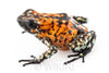 Oophaga sylvatica "Pata Blanca" exceptional calling male #03