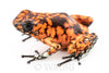 Oophaga sylvatica "Pata Blanca" calling male #05