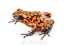 Oophaga sylvatica "Pata Blanca" calling male #06