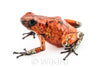 Oophaga sylvatica "Pata Blanca" calling male #07