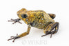 Oophaga sylvatica "Situwa" proven female #05