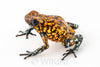 Oophaga sylvatica "Pata Blanca" exceptional proven female #02