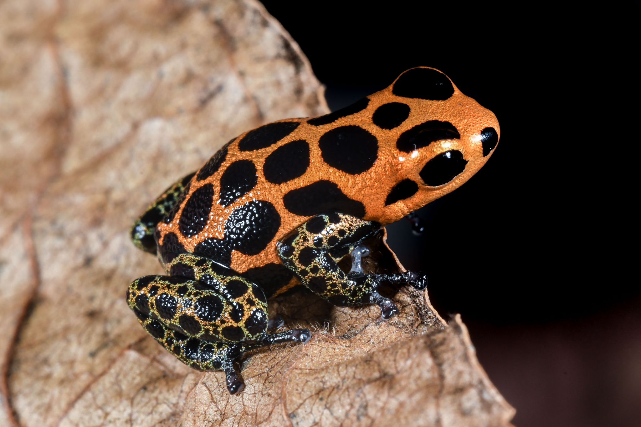 rana*＊※* Ranitomeya imitator “Chazuta” – INDOOR ECOSYSTEMS