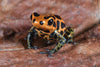 Ranitomeya imitator “Chazuta”