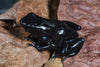Dendrobates auratus “Black”
