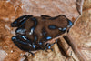 Dendrobates auratus “Black”