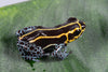 Ranitomeya imitator “Yurimaguas”