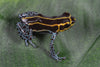 Ranitomeya imitator “Yurimaguas”
