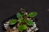 Elaphoglossum pilloseoides