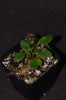 Elaphoglossum pilloseoides