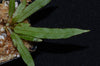 Elaphoglossum aff. squamosum