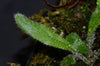 Elaphoglossum muscosum