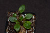 Elaphoglossum pilloseoides