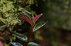 Peperomia aff. tovariana - Red