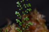 Asplenium montanum - Filigree