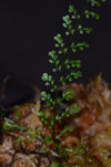 Asplenium montanum - Filigree