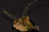 Asplenium montanum - Filigree