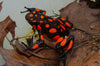 A close-up of a black poison dart frog with bright orange spots sitting on brown leaves.