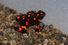 Oophaga histrionica "Bahia Solano" WYSIWYG #1