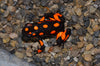 Oophaga histrionica "Bahia Solano" WYSIWYG #2