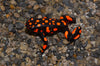 Oophaga histrionica "Bahia Solano" WYSIWYG #3