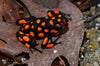 Oophaga histrionica "Bahia Solano" WYSIWYG #5
