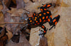 Oophaga histrionica "Bahia Solano" WYSIWYG #6