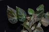 Begonia aff. burkilli